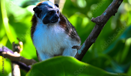Portrait of a white-shouldered capuchin monkey against a blurred background. Also known as the white-faced capuchin or white-throated capuchin. Taken on Monkey Island, Panama. Close-up.