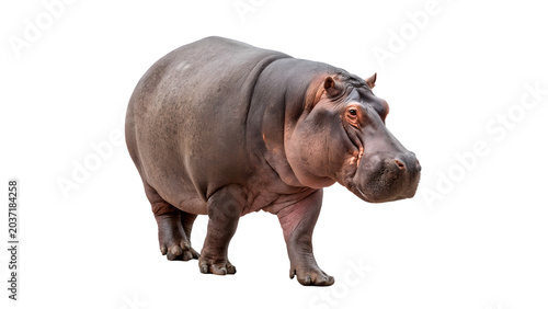 Bild auf Leinwand Large wild African hippo hippopotamus animal standing profile isolated on transp