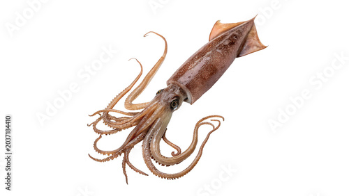 Fotografie Fresh raw squid calamari sea delicacy seafood isolated on transparent background