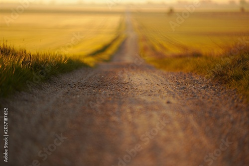 Serene dirt road through golden fields at sunset