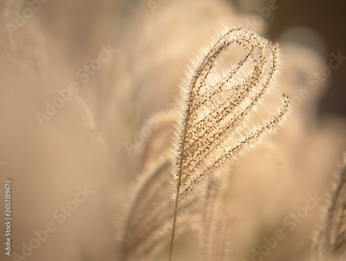 Golden grass swaying gently in the breeze on a sunny day