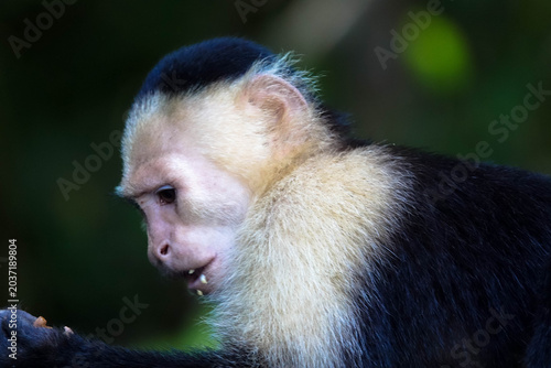 Portrait of a white-shouldered capuchin monkey against a blurred background. Also known as the white-faced capuchin or white-throated capuchin. Taken on Monkey Island, Panama. Close-up.