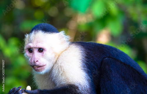 Portrait of a white-shouldered capuchin monkey against a blurred background. Also known as the white-faced capuchin or white-throated capuchin. Taken on Monkey Island, Panama. Close-up.