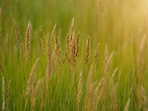 Golden wheat field in sunlight with lush green grass background