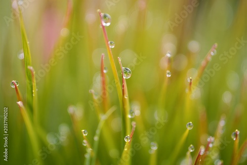 Beautiful green grass with dew drops on blades in morning light