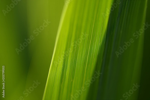 Vibrant green leaf texture with natural light and blurred background