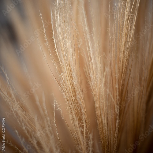 Golden grass swaying gently in warm sunlight outdoors