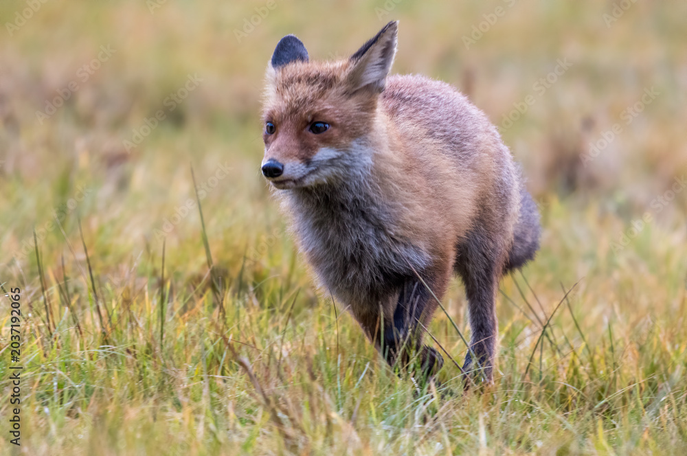 Fototapeta premium Cute Red Fox, Vulpes vulpes in fall forest. Beautiful animal in the nature habitat. Wildlife scene from the wild nature. Red fox running in orange autumn leaves