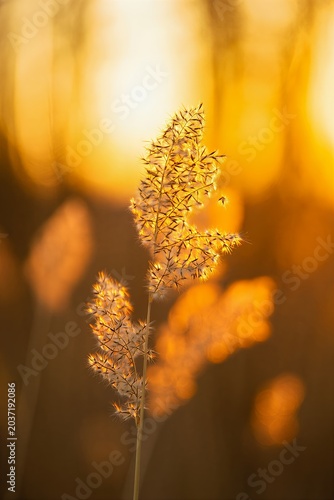 Golden grass sways gently in warm sunset light
