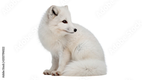 Fotografía Wild white polar fox arctic mammal wildlife animal on transparent background