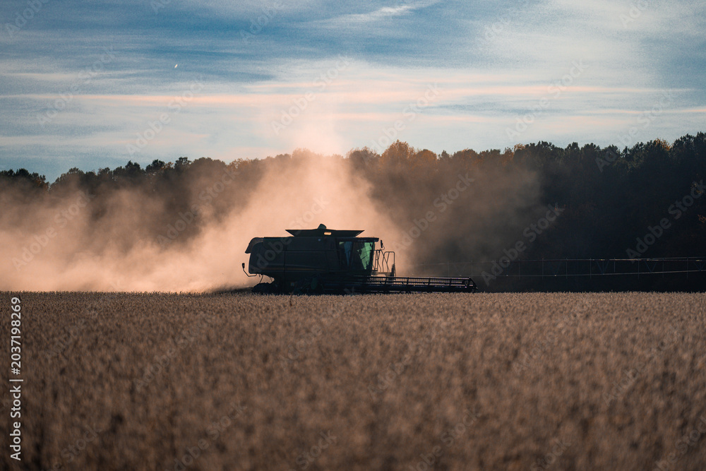 Obraz premium Cultivated fields. Combine harvester in a wheat field. Harvesting on rural farm. Combine harvester machinery. Agricultural Combine harvester at work. Rural landscape with a combine harvester.