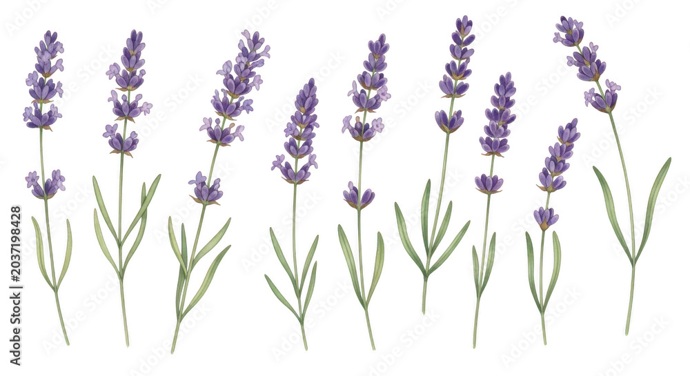 Fototapeta premium Purple lavender flowers in bloom