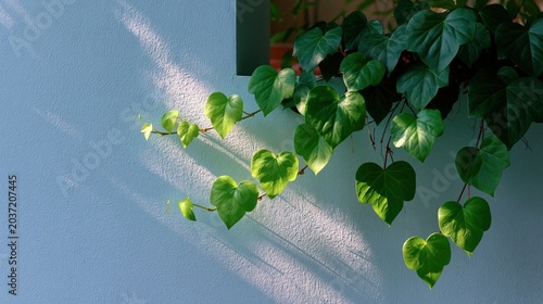 Sunlit heart shaped leaves casting shadows on textured wall for minimal wallpaper background and botanical interior design