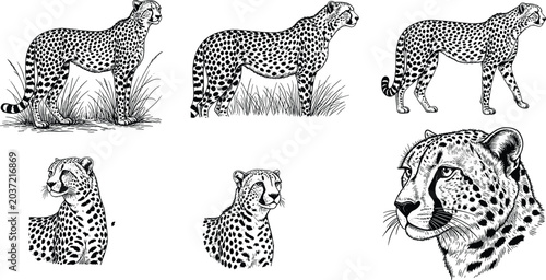 Vintage Woodcut Style Cheetah Illustration Set Featuring Detailed Hand Drawn Wild Cats Savanna Predators and Feline Portraits for Wildlife Branding and Decor