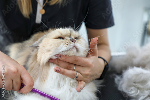 Foto Grooming session for a British long hair