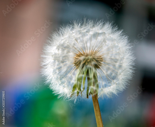 dandelion seed head