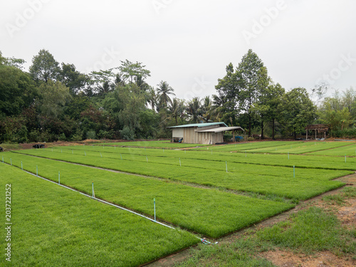 Green Rice Seedling Farm With Irrigation System In Rural Countryside