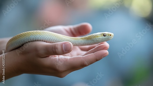 White snake resting gently in human hands with soft natural background
