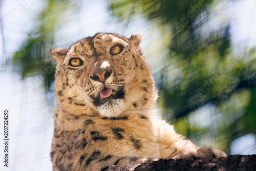 Bild auf Leinwand 崖の上から下を見下ろすユキヒョウ
