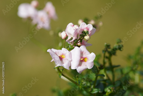 Closeup white with pink and yellow flowers of Diascia barberae 