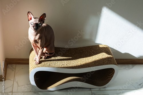 sphynx Cat uses cardboard scratcher as a resting place in a bright room with sunlight