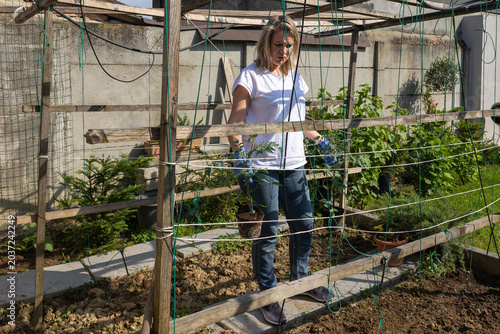 Fotografi Woman in gloves and casual clothes carefully plants a tomato seedling into ferti