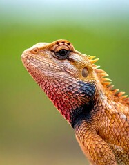 A close-up photo of a lizard's head and neck