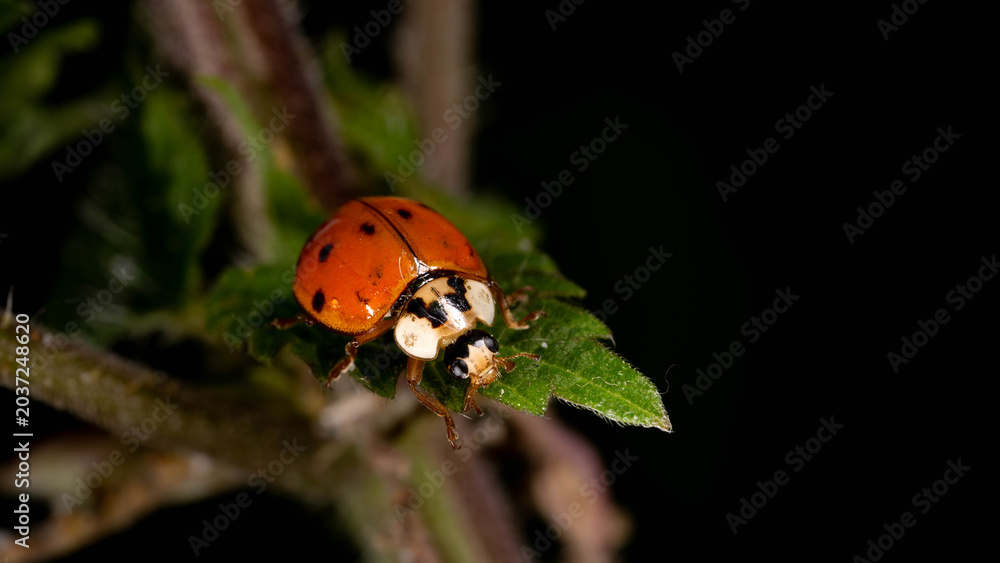 Obraz premium Bio Diversity - Harmonia axyridis - Invasive AsianLadybug