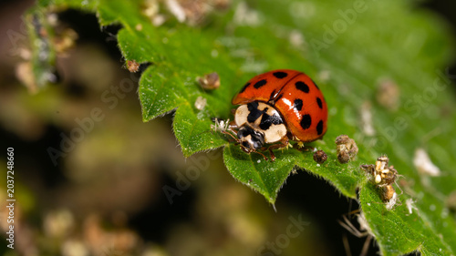 Bio Diversity - Harmonia axyridis - Invasive AsianLadybug