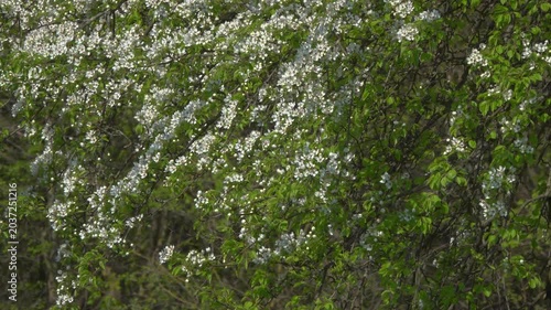 Honey Bees Pollinating White Pear Tree Blossoms in Spring Orchard.