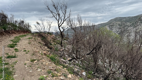 Obraz na płótnie Burned forest near Sutomore with charred trees and fresh green spring shoots