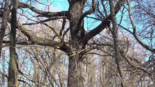 Dark oak tree trunk in early spring with vertical tilt up camera movement.