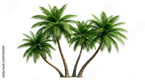 Three beautiful palm trees isolated from background on summer day with clear leaves.