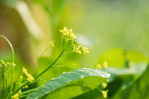 Fresh organic bok choy growing naturally in a vegetable garden with tiny yellow blossoms and morning dew