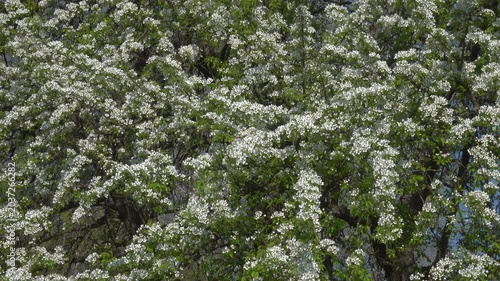 Bees pollinating blooming wild pear tree.