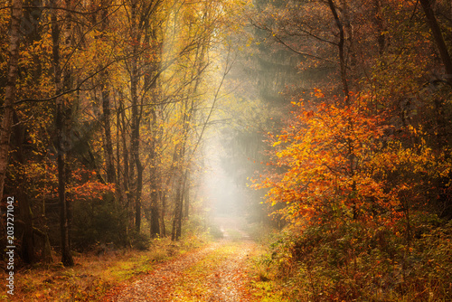 Footpath through colourful foggy forest in autumn, Harz National Park, Germany