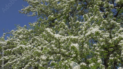 Bees pollinating blooming wild pear tree.