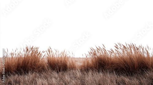 Golden dry grass stalks swaying gently in the breeze against a white background