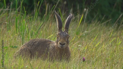 Large hare eating green grass on meadow.