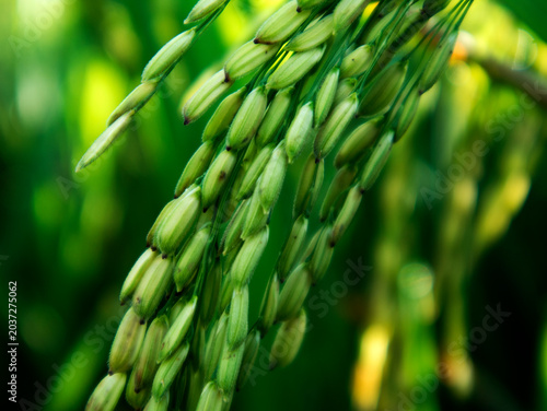 Foto color gradation of the details of the rice grains that are starting to fill out