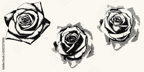 Fotografi Three grayscale rose illustrations with textured petals and shading