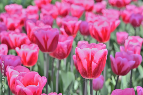 美しいチューリップの花　