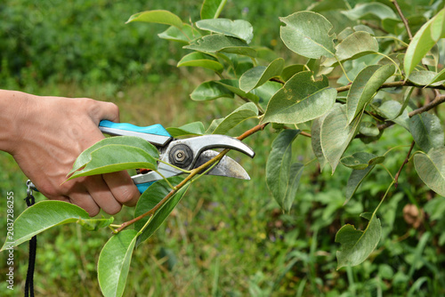 Summer Pruning of Pear Tree