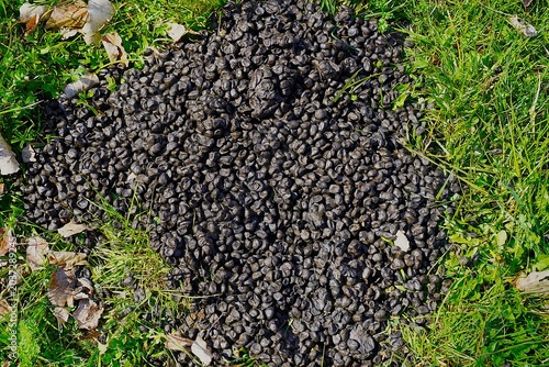 Fotografía A large pile of small, dark brown pellets - might belong to a herbivorous animal such as a deer, goat, or llama