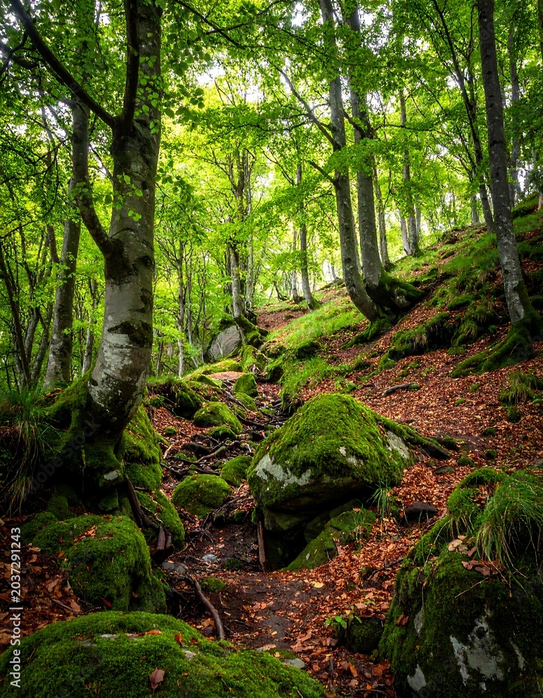 Fototapeta premium A serene forest scene with mossy rocks and trees