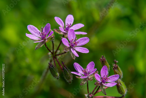 Common Stork's-bill blooms vibrantly in a sunlit meadow during spring showcasing delicate pink flowers and lush green foliage