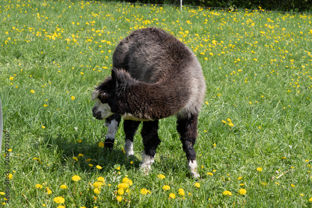 Fototapeta premium alpaka tier natur lama