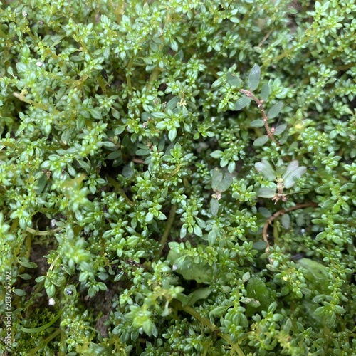Pilea microphylla plant leaves background texture. Artillery fern dense green foliage backdrop for natural theme design.