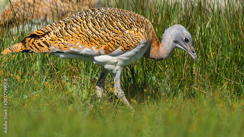 фотографія Great Bustard, Otis tarda, Lagunas de Villafáfila Natural Reserve, Natura 2000,