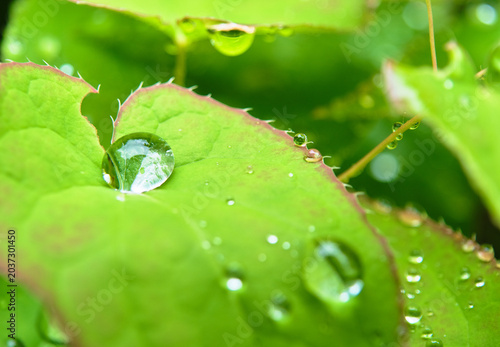 Tableau sur toile 雨上がりの光を浴びてきらめく葉の上の水滴　Water droplets on a leaf sparkling in the light after rain